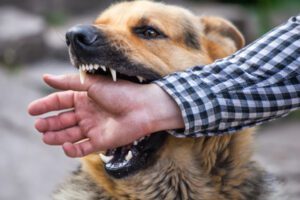 San Diego dog bite injury lawyer
