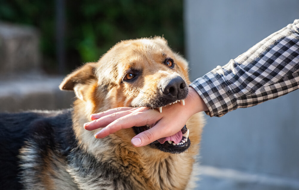 Dog attack lawyer in San Diego, California area
