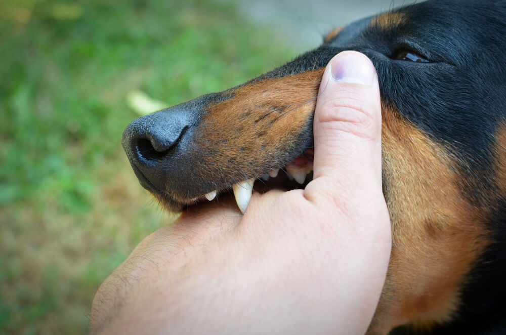 Can I Claim Compensation for a Dog Bite?