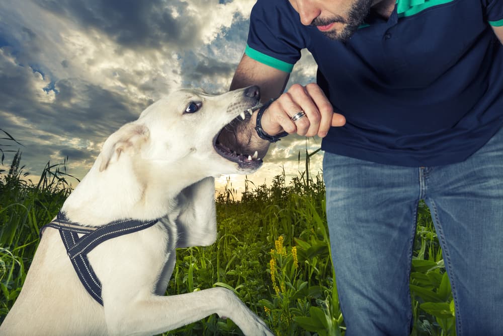 How Much Can You Sue for a Dog Bite