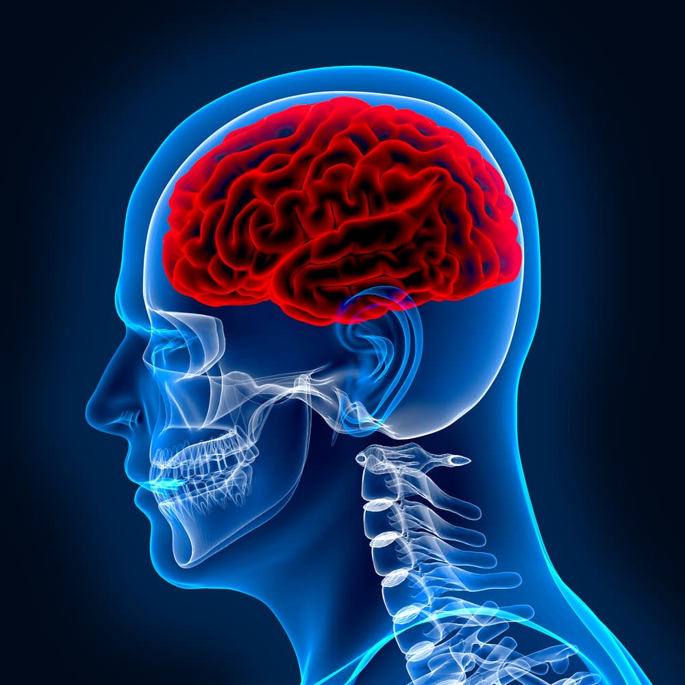 "X-ray image displaying the human skull and brain."